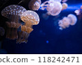 Tako jellyfish 118242471