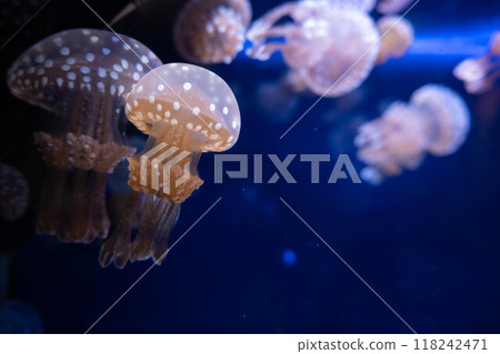 Tako jellyfish 118242471