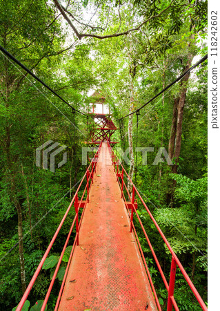 Bridge to the jungle,Trang,Thailand 118242602