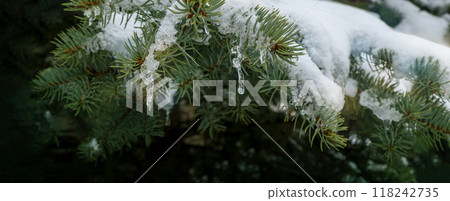 snow and frozen drops of water on the needles of spruce branches. The concept of New Year mood 118242735