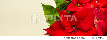 Christmas Poinsettia flower closeup Christmas Poinsettia flower closeup 118242952