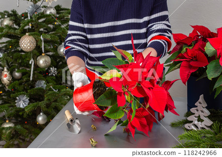 A woman transplants Poinsettia flowers into a new pot 118242966