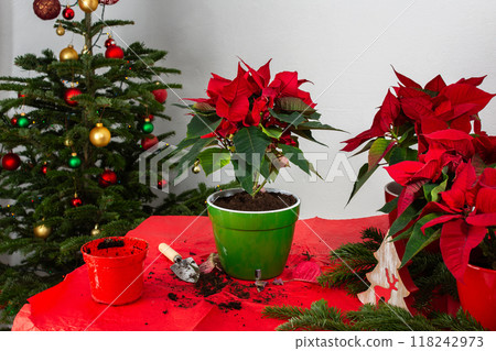 Transplanting Poinsettia flowers into new pots 118242973
