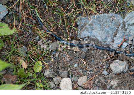 Siebold Earthworm Surface Activity Siebold Earthworm Surface Activity 118243120
