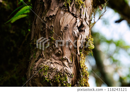 Close-up of a mossy tree trunk Close-up of a mossy tree trunk 118243121