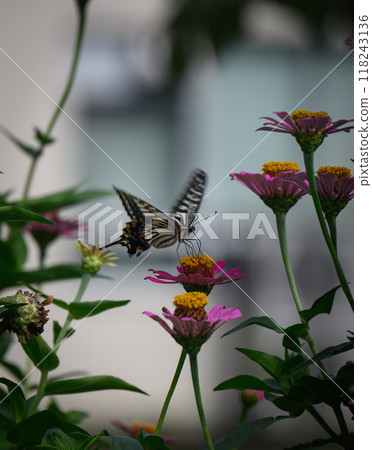 A swallowtail butterfly sucking nectar from a flower in the garden A swallowtail butterfly sucking nectar from a flower in the garden 118243136