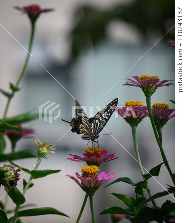 A swallowtail butterfly sucking nectar from a flower in the garden A swallowtail butterfly sucking nectar from a flower in the garden 118243137