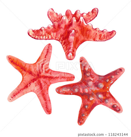 Starfish set from the series sea creatures underwater world in watercolor. Asterias Rubens in reddish with a central disk and five arms. Isolate of the common Starfish, Sea Star or Sugar Starfish is 118243144