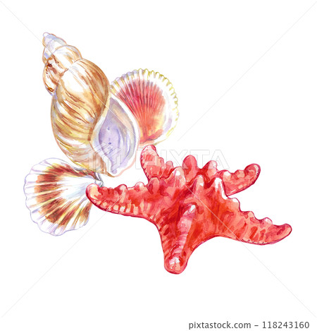 Seashell composition of Starfish, Rosy Wolf snail and two Calico Scallop in watercolor. Marine gastropod mollusks, large sea snails with yellow, red, brown spots and stripes. Scallop bivalve marine Seashell composition of Starfish, Rosy Wolf snail and two Calico Scallop in watercolor. Marine gastropod mollusks, large sea snails with yellow, red, brown spots and stripes. Scallop bivalve marine 118243160