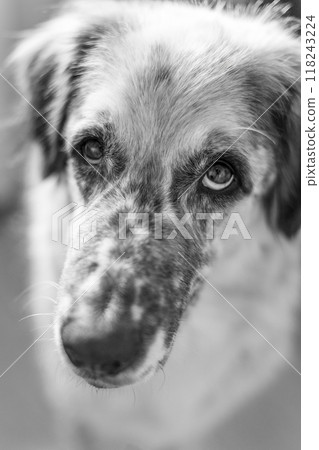 Big mixed-breed dog close-up face, black and white Big mixed-breed dog close-up face, black and white 118243224