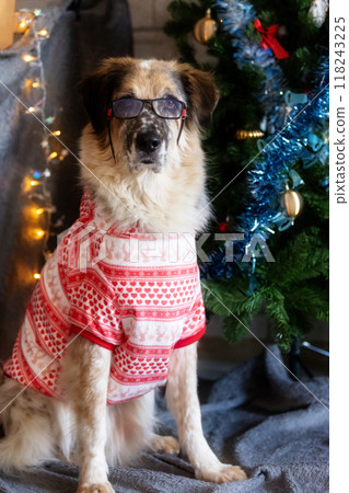 Dog wearing glasses, red suit near Christmas tree Dog wearing glasses, red suit near Christmas tree 118243225