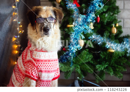 Dog wearing glasses, red suit near Christmas tree Dog wearing glasses, red suit near Christmas tree 118243226