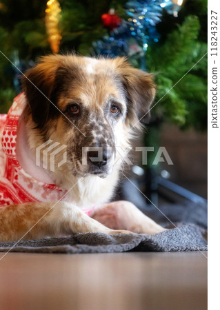 Dog wearing red holiday suit near Christmas tree Dog wearing red holiday suit near Christmas tree 118243227