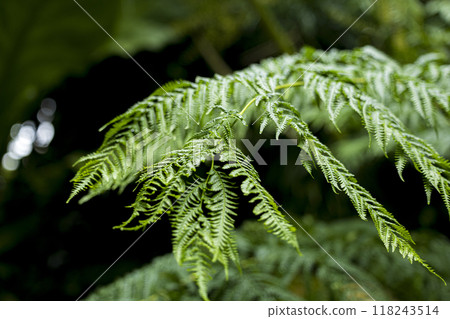 蕨類植物長滿了蕨類植物的葉子 118243514