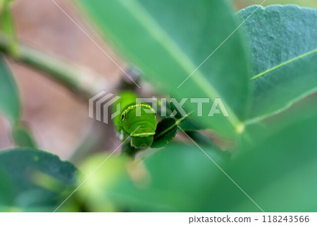 The larvae of the swallowtail butterfly that live on tangerine trees The larvae of the swallowtail butterfly that live on tangerine trees 118243566