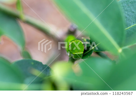 The larvae of the swallowtail butterfly that live on tangerine trees The larvae of the swallowtail butterfly that live on tangerine trees 118243567