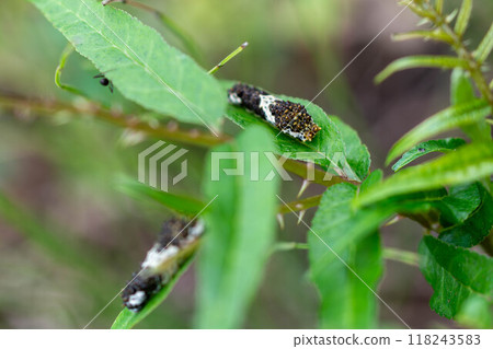 The larvae of the swallowtail butterfly that live on the Japanese quince The larvae of the swallowtail butterfly that live on the Japanese quince 118243583