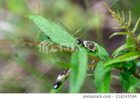 The larvae of the swallowtail butterfly that live on the Japanese quince The larvae of the swallowtail butterfly that live on the Japanese quince 118243584