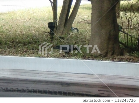 A crow resting in the shade behind the guardrail A crow resting in the shade behind the guardrail 118243726