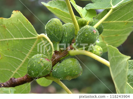 Young unripe figs growing on tree Young unripe figs growing on tree 118243904