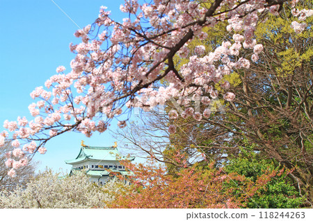 Scenery of cherry blossoms in full bloom and Nagoya Castle, Nagoya City, Aichi Prefecture Scenery of cherry blossoms in full bloom and Nagoya Castle, Nagoya City, Aichi Prefecture 118244263