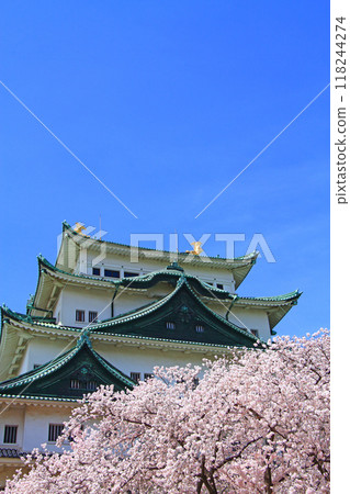 Scenery of cherry blossoms in full bloom and Nagoya Castle, Nagoya City, Aichi Prefecture Scenery of cherry blossoms in full bloom and Nagoya Castle, Nagoya City, Aichi Prefecture 118244274