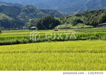 在稻田的稻田中開花的群集孤挺花 118244542