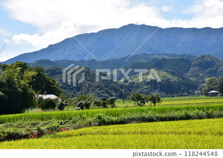 在稻田的稻田中開花的群集孤挺花 118244548