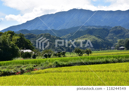 在稻田的稻田中開花的群集孤挺花 118244549