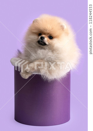 Pomeranian puppy sitting in a purple gift box on a lilac background Pomeranian puppy sitting in a purple gift box on a lilac background 118244553