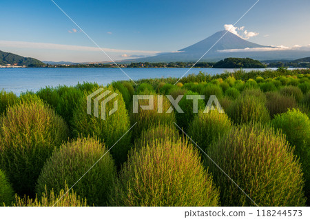 Kochia and Summer Fuji at Oishi Park 118244573
