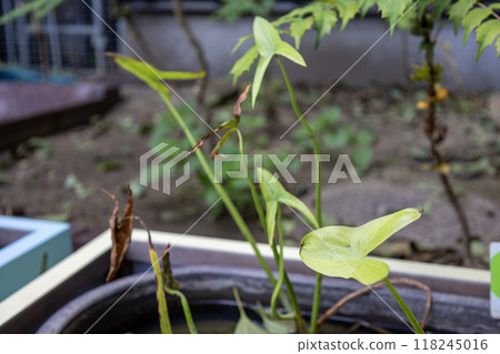 Water chestnut leaves 118245016