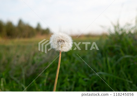 white dandelion close-up on a green background white dandelion close-up on a green background 118245056