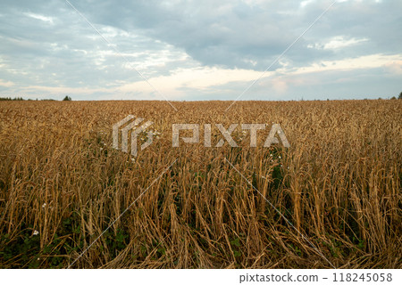 A wheat field at sunset and a gray sky 118245058
