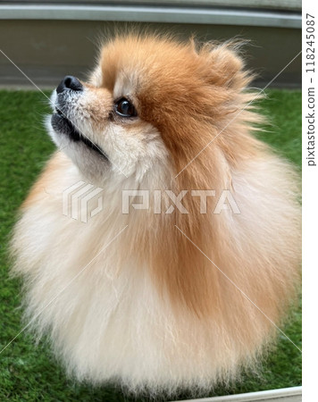 與一隻有著可愛的圓眼睛和蓬鬆的棕色皮毛的舒緩博美犬一起度過幸福的時刻。 118245087