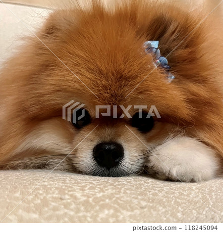 A blissful moment with a soothing Pomeranian with adorable round eyes and fluffy brown fur. 118245094