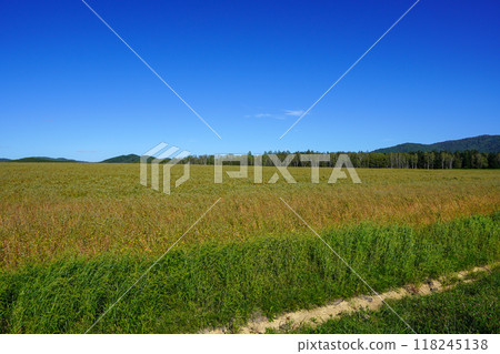 初秋、蕎麥花觀景台、純白之丘(幌加內町) 初秋、蕎麥花觀景台、純白之丘(幌加內町) 118245138
