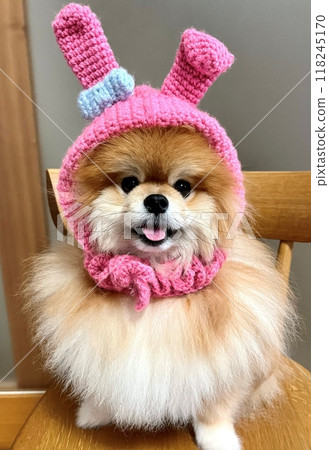 A blissful moment with a soothing Pomeranian with adorable round eyes and fluffy brown fur. 118245170