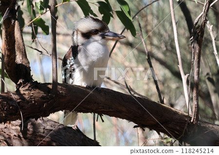 A kookaburra perched on a tree trunk, peering around 118245214
