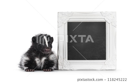 Skunk on white background Skunk on white background 118245222