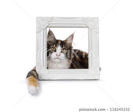 Maine Coon cat youngster on white background 118245232