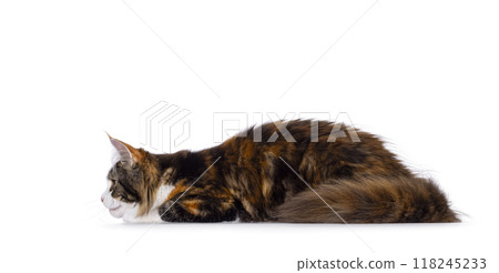 Maine Coon cat youngster on white background 118245233