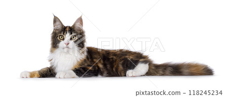 Maine Coon cat youngster on white background 118245234