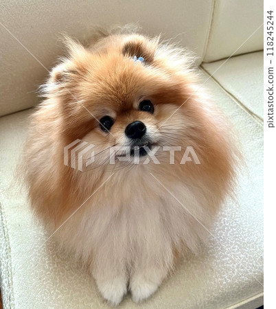 A blissful moment with a soothing Pomeranian with adorable round eyes and fluffy brown fur. A blissful moment with a soothing Pomeranian with adorable round eyes and fluffy brown fur. 118245244