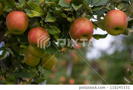 Closeup of ripe red apples with copy space. Closeup of ripe red apples with copy space. 118245331
