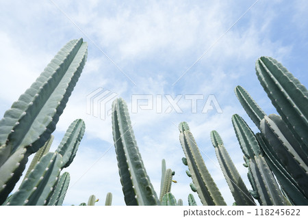 Cereus jamacaru, mandacaru, cardeiro cactus under blue sky Cereus jamacaru, mandacaru, cardeiro cactus under blue sky 118245622