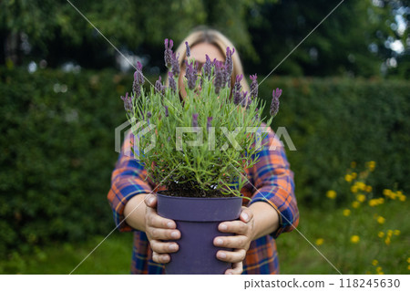 Happy woman farmer holding plastic box with fresh lavender flower herbs on countryside field 118245630
