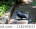 Crows roaming the park 118245633