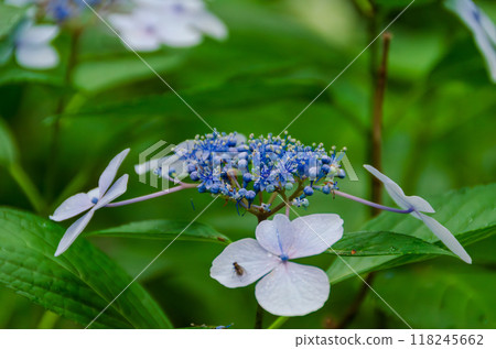 Blue hydrangea 118245662
