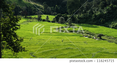 Green rice fields in the countryside, rice fields and trees Green rice fields in the countryside, rice fields and trees 118245715